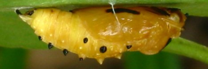 Pupae